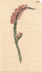 Long-stemmed Struthiola